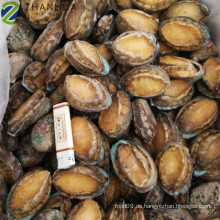 Frozen Abalone Farmed Chinesischer Lieferant von guter Qualität
